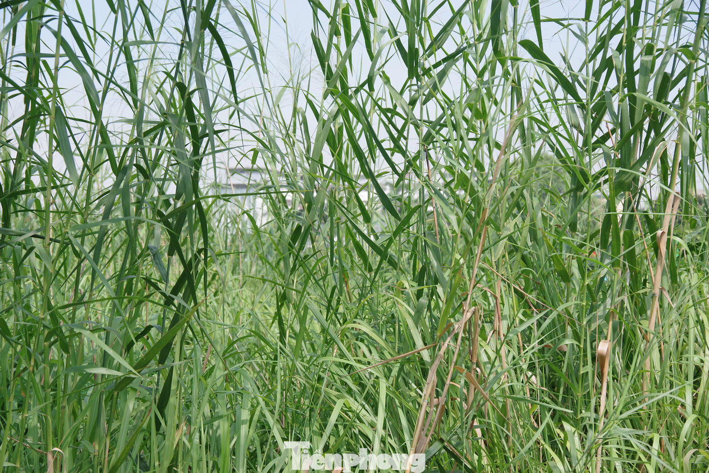 Cỏ mọc quá đầu người.