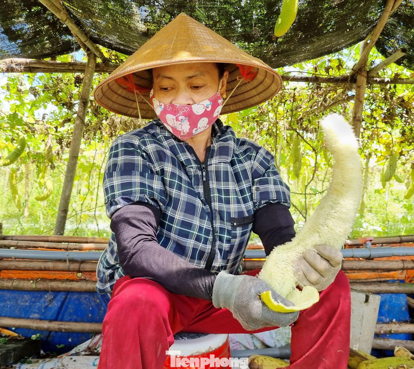 Công nhân bóc vỏ mướp lấy xơ.