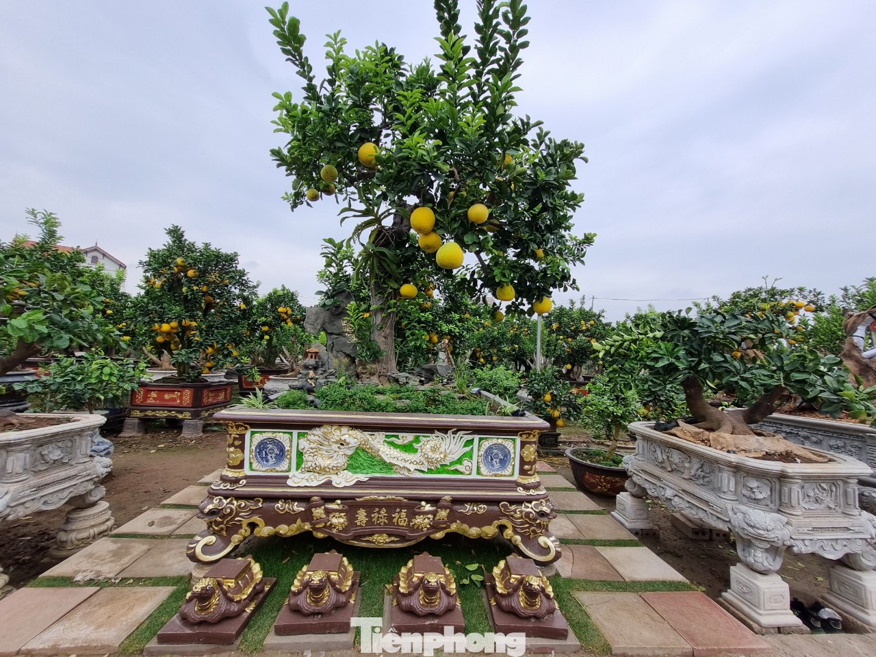 Làm cây cảnh nhiều năm, giờ mới gặp cây bưởi ưng ý, nên anh Tập kì công, bỏ nhiều thời gian chăm sóc và nhờ các nghệ nhân có tiếng về cây cảnh của đất Hưng Yên đặt tên “Lão mộc trường xuân”.