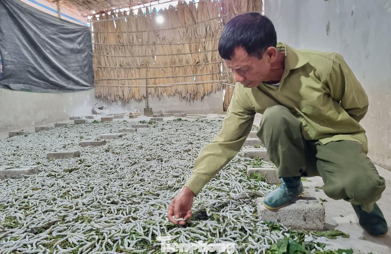 Ông Lê Văn Cảnh (trong ảnh) cho hay, nghề trồng dâu nuôi tằm ở thôn Đình Xây phát triển mạnh từ năm 2003 khi xã thực hiện chuyển đổi cơ cấu cây từ 2 vụ lúa sang trồng dâu nuôi tằm. Đây là hướng đi mới giúp nhân dân phát triển kinh tế, xóa đói, giảm nghèo, người dân có thu nhập cao.