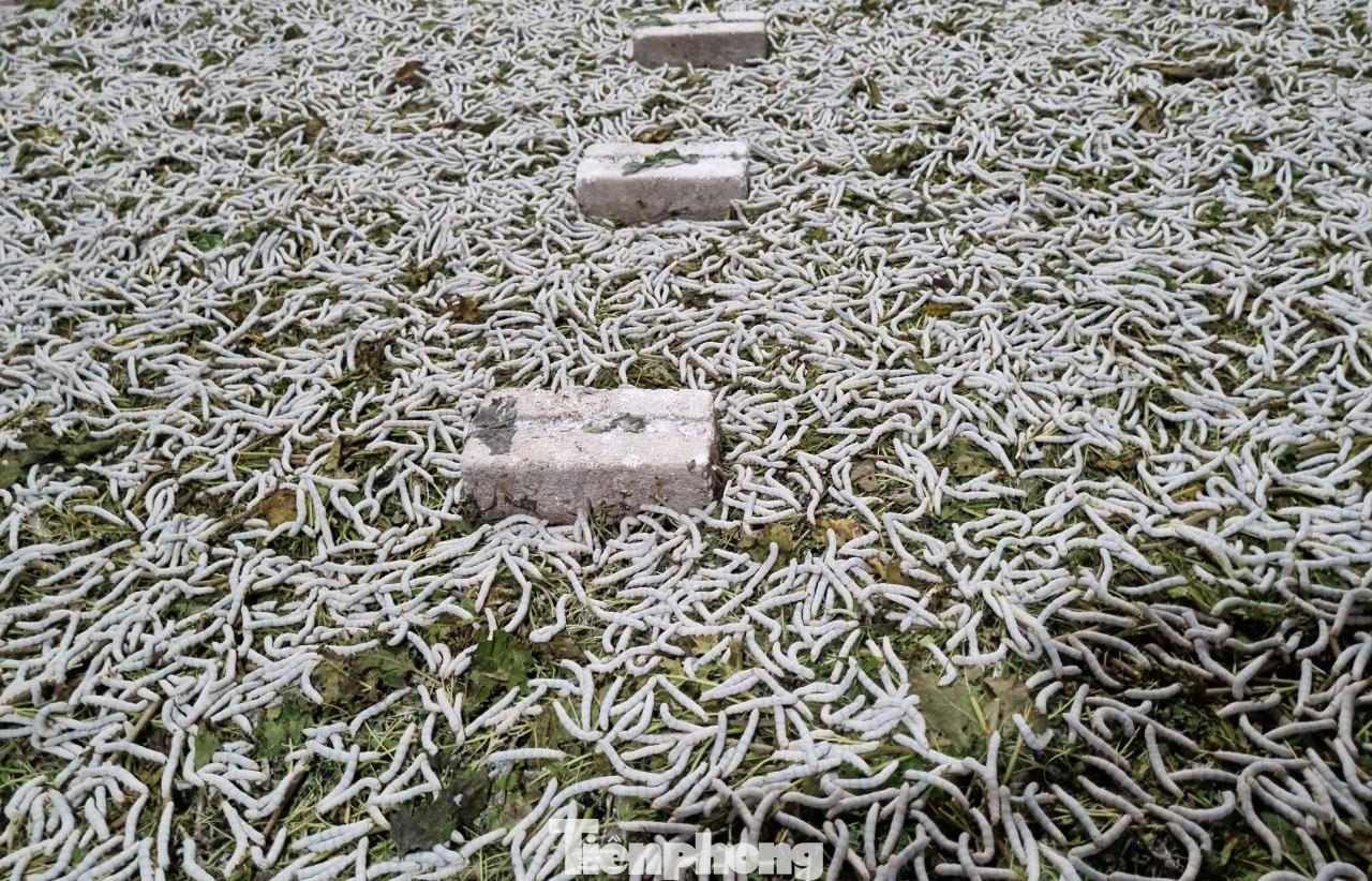 Hiện nay, người dân trồng dâu nuôi tằm chuyển từ phương pháp nuôi bằng nong sang nuôi trên nền xi măng vừa giảm được ngày công lao động, chi phí sản xuất và tăng năng suất, chất lượng kén.