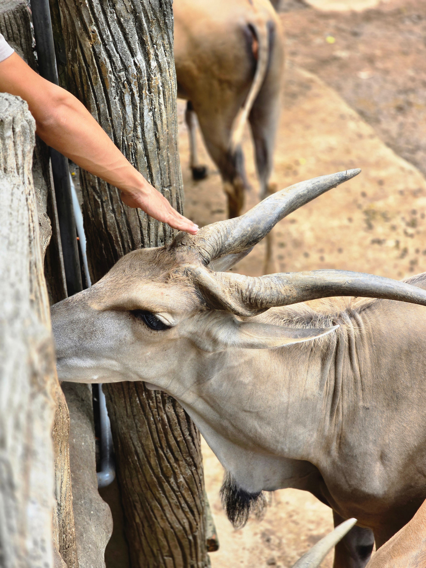 Bên cạnh đó, các hoạt động cho động vật ăn cũng thu hút các bạn trẻ với mong muốn "muốn yêu thương nhiều hơn".