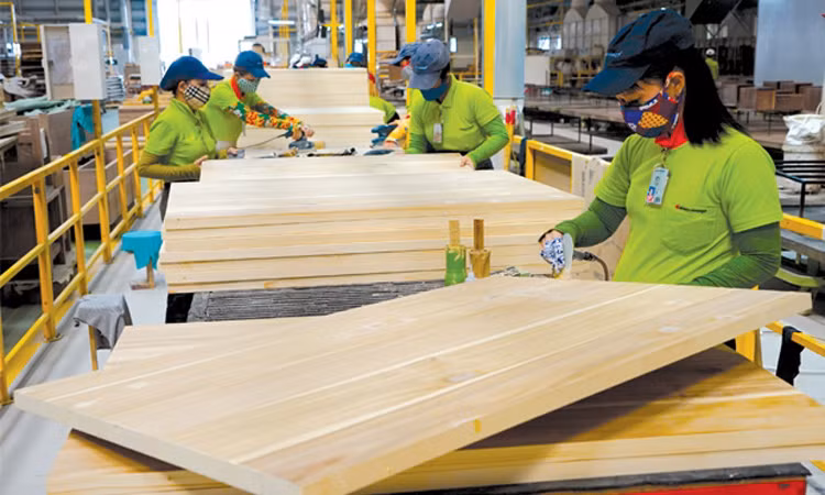 Việt Nam và EU ký thỏa thuận chống khai thác gỗ bất hợp pháp ảnh 2