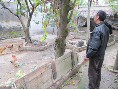 Chỉ vì muốn vay ít tiền để mở rộng chăn nuôi, vợ chồng anh Ngô Văn Xuân đang có nguy cơ mất trắng mảnh đất