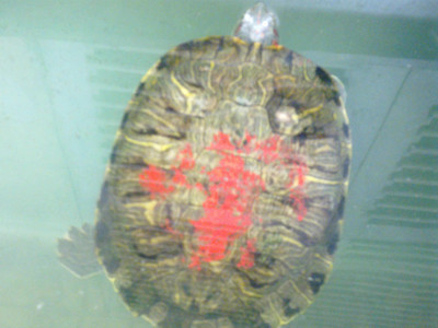 Con rùa tai đỏ đầu tiên 2kg được bắt bằng bẫy của ông Thịnh ở hồ Mỗ Lao. Ảnh: M.Hằng -QD. Con rùa tai đỏ đầu tiên 2kg được bắt bằng bẫy của ông Thịnh ở hồ Mỗ Lao. Ảnh: M.Hằng -QD