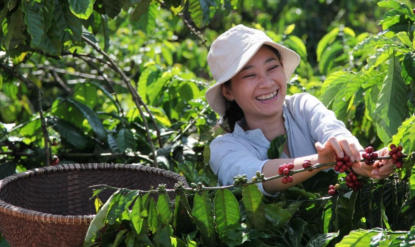 Xuất khẩu cà phê của Việt Nam tăng tới 66,0% lên 4,06 triệu bao trong tháng 1. (Ảnh minh họa) Xuất khẩu cà phê của Việt Nam tăng tới 66,0% lên 4,06 triệu bao trong tháng 1. (Ảnh minh họa)