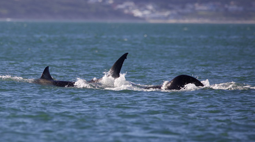 Con cá voi sát thủ Starboard săn một con cá mập trắng lớn ngoài khơi bờ biển Nam Phi vào tháng 6/2023 (Ảnh: Christiaan Stopforth) Con cá voi sát thủ Starboard săn một con cá mập trắng lớn ngoài khơi bờ biển Nam Phi vào tháng 6/2023 (Ảnh: Christiaan Stopforth)