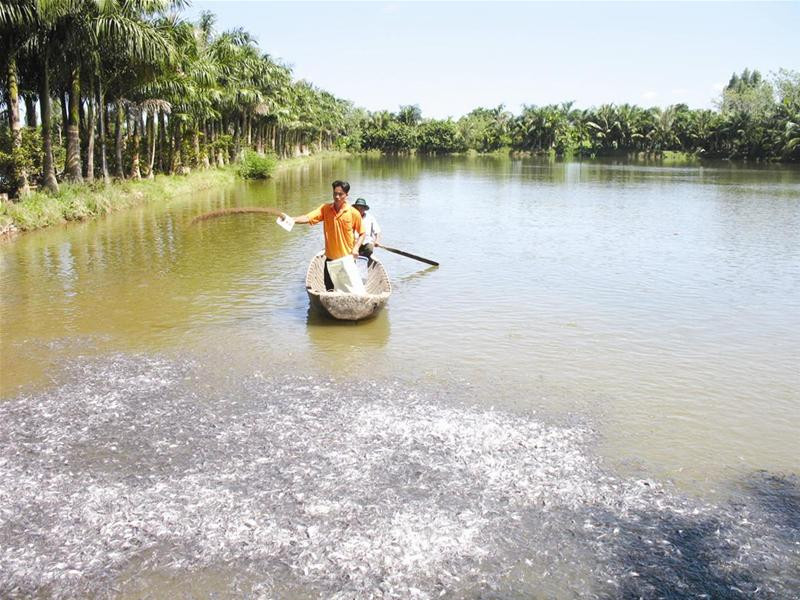 Vùng nuôi cá tra của Bianfishco như công viên sinh thái - Ảnh: Sáu Nghệ