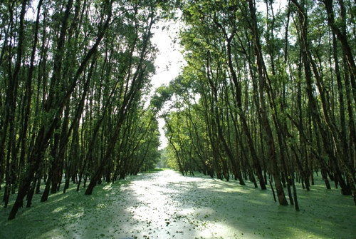 Màu xanh hun hút của rừng tràm Trà Sư. Màu xanh hun hút của rừng tràm Trà Sư