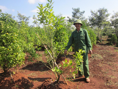 Tìm mọi cách chữa bệnh cho quất