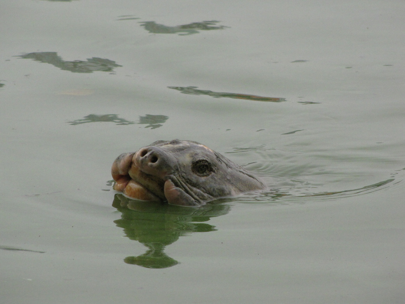 Tới 13h cụ Rùa đã thoát khỏi lưới bủa vây và bơi ra giữa hồ.