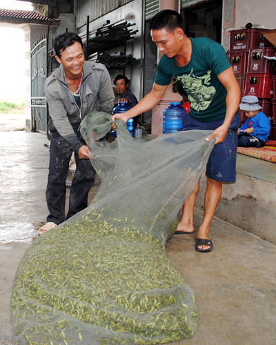 Niềm vui với những người đi săn châu chấu vào dịp cao điểm. Ảnh: Duy Ngợi