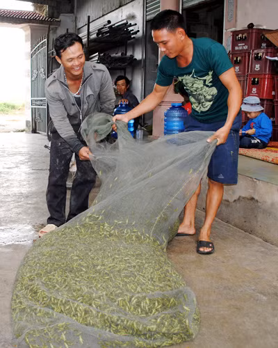 Niềm vui với những người đi săn châu chấu vào dịp cao điểm. Ảnh: Duy Ngợi