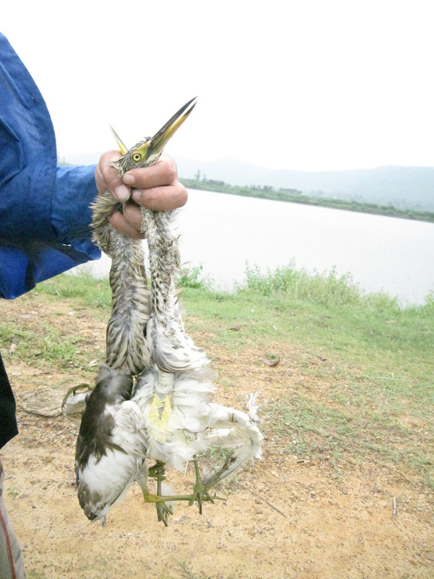 Cò bị bẫy tại các vùng quê. Cò bị bẫy tại các vùng quê