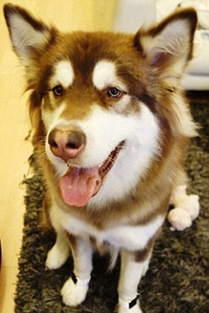 Thiếu gia giàu nhất Trung Quốc mua 8 chiếc iPhone 7… cho chó ảnh 7