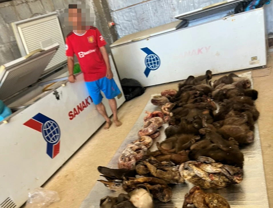 Số lượng lớn cá thể động vật hoang dã quý hiếm được phát hiện