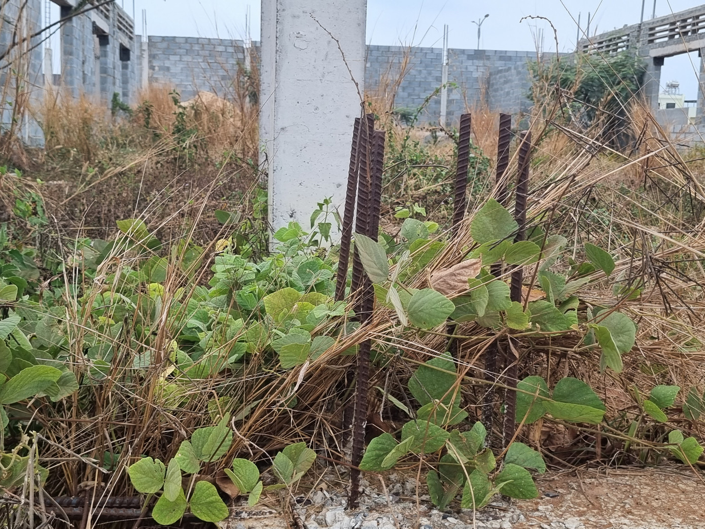 Sắt hoen rỉ, dây leo chằng chịt tại một công trình trường học