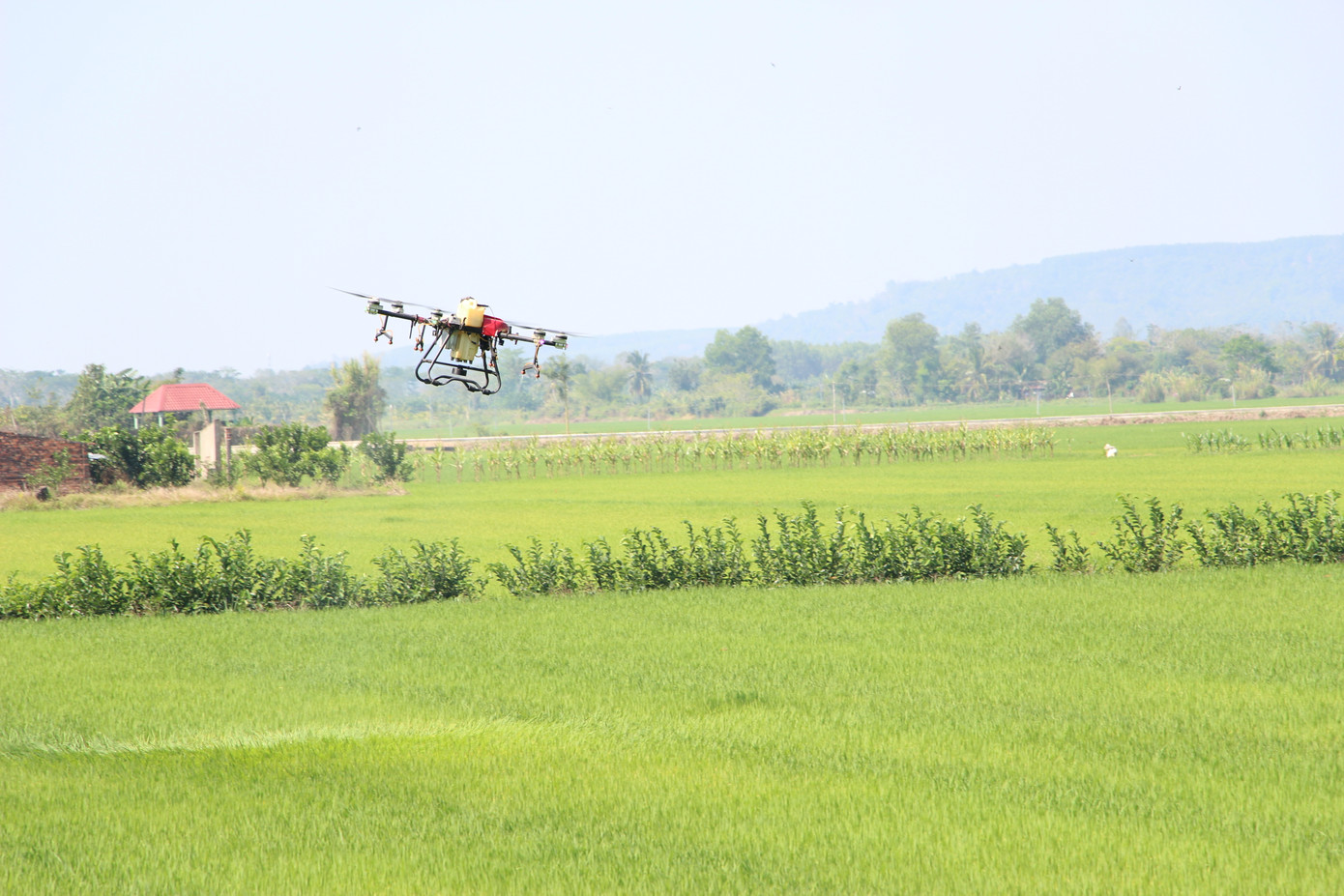 Máy bay mỗi ngày phun hàng chục ha lúa