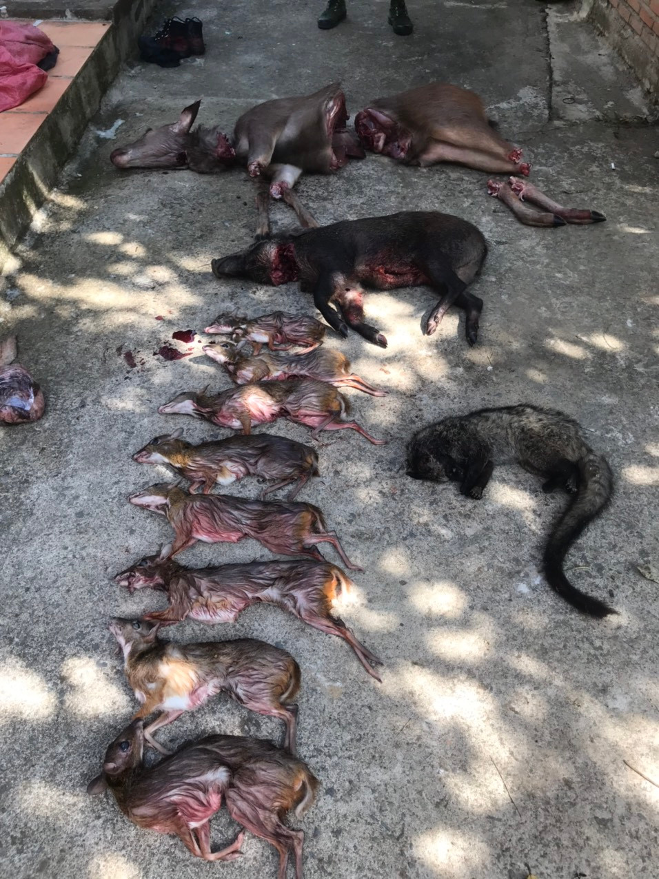 Sau khi bắn được thú rừng, nhóm thợ săn mổ bụng bỏ nội tạng để bảo quản thịt