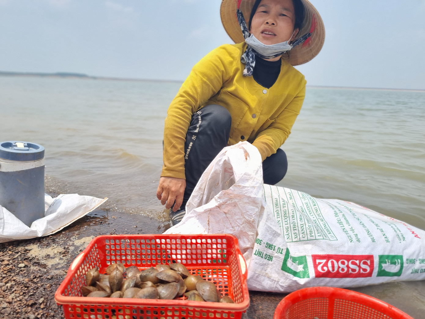 Người phụ nữ này mỗi ngày bắt được cả trăm kg hến, ngao ở hồ Trị An