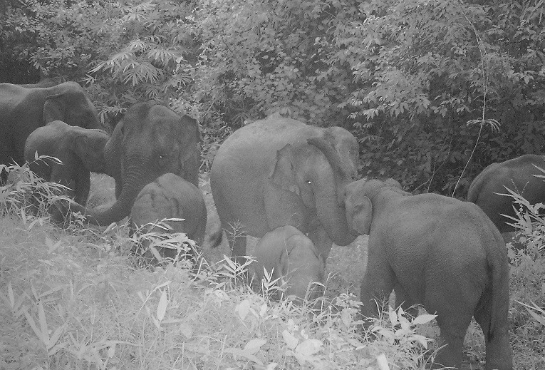 Đàn voi rừng di chuyển trong đêm