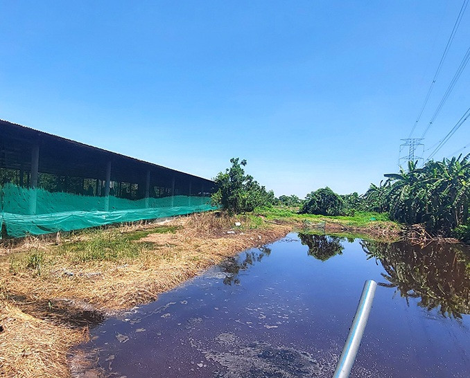 Một cơ sở chăn nuôi tại huyện Thống Nhất vi phạm về môi trường đã bị xử lý