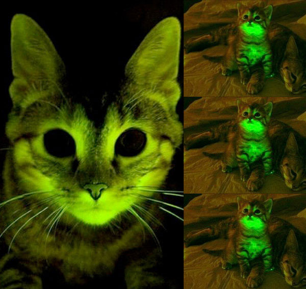 Mèo phát sáng giải quyết vấn đề HIV của mèo