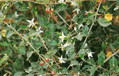 Ảnh: minh họa - Internet Ảnh: minh họa - Internet