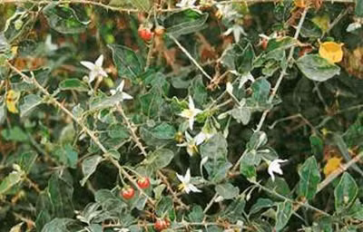 Ảnh: minh họa - Internet