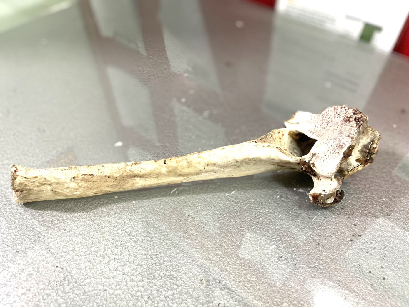 Khúc xương bò người đàn ông dùng để đập vỡ kính ô tô Khúc xương bò người đàn ông dùng để đập vỡ kính ô tô