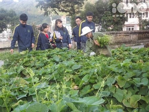 Mô hình trồng rau sạch của các bạn ấy. Mô hình trồng rau sạch của các bạn ấy