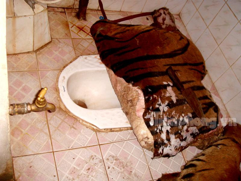 Con hổ bị xẻ làm đôi trong chiếc thùng đông lạnh cỡ lớn Chiếc đầu và một nửa khác của con hổ thứ hai vứt trong góc nhà bẩn thỉu 2 miếng thịt hổ lớn vứt trong nhà vệ sinh, một miếng nằm ngay trên bệ xí Hai nồi cao khỉ được nấu công khai ở sân khu tập thể Đĩa đựng óc và cặp mắt hổ Nồi cao khỉ đang được nấu Bộ da hổ còn nguyên đựng trong thùng đông lạnh thứ hai Lực lượng công an thẩm vấn những đối tượng liên quan 4 chiếc ngà voi bị thu giữ Bộ da hổ nhồi cùng 2 đầu hươu còn nguyên sừng Con hổ bị xẻ làm đôi trong chiếc thùng đông lạnh cỡ lớn Chiếc đầu và một nửa khác của con hổ thứ hai vứt trong góc nhà bẩn thỉu 2 miếng thịt hổ lớn vứt trong nhà vệ sinh, một miếng nằm ngay trên bệ xí Hai nồi cao khỉ được nấu công khai ở sân khu tập thể Đĩa đựng óc và cặp mắt hổ Nồi cao khỉ đang được nấu Bộ da hổ còn nguyên đựng trong thùng đông lạnh thứ hai Lực lượng công an thẩm vấn những đối tượng liên quan 4 chiếc ngà voi bị thu giữ Bộ da hổ nhồi cùng 2 đầu hươu còn nguyên sừng