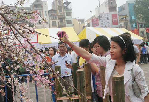 Tranh thủ ghi lại hình ảnh hoa anh đào thật