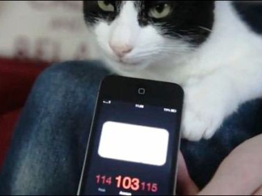 Tiếng kêu của Merlin có khi còn cao hơn con số 100 dB