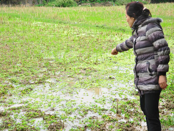 Bờ ruộng nơi ông Lợi bị bắn