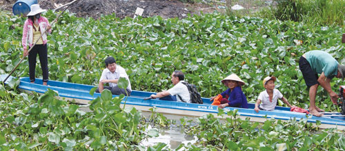Vật lộn với lục bình trong cuộc 