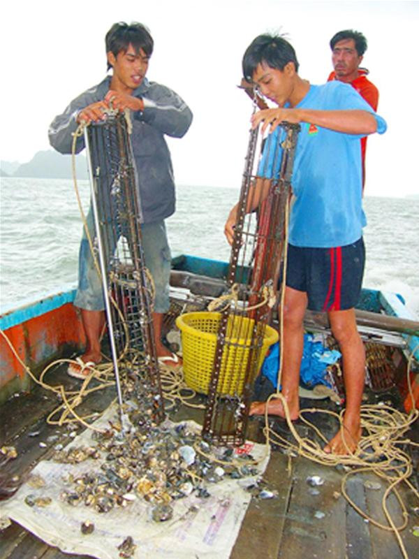 Một nông dân thu hoạch sò lông, số chết chiếm gần nửa - Ảnh: Lê Phương Chăm Một nông dân thu hoạch sò lông, số chết chiếm gần nửa - Ảnh: Lê Phương Chăm