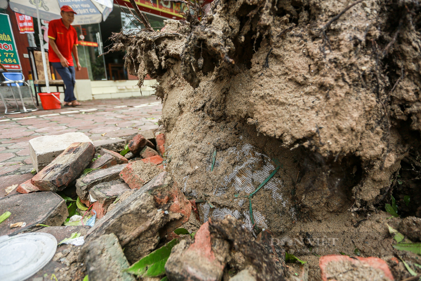 Quanh bọc rễ ni lông một cây đổ trong bão YAGI dính nhiều cát chứng tỏ cây không có đất để bám. Ảnh: Dân Việt