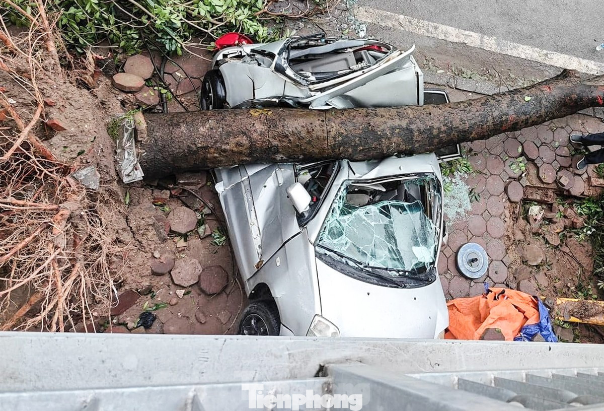 Cây đổ càng nhiều, xác suất gây hậu quả thảm khốc càng tăng.