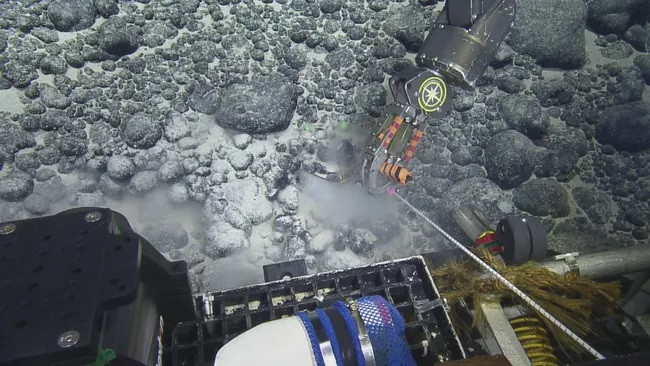 Một phương tiện vận hành từ xa (ROV) đang thu thập răng megalodon từ một đường nối. (Ảnh: Ocean Exploration Trust) Một phương tiện vận hành từ xa (ROV) đang thu thập răng megalodon từ một đường nối. (Ảnh: Ocean Exploration Trust)