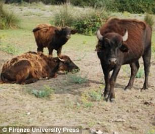 Vì sao ếch đua nhau bám đầy lưng trâu ở Thổ Nhĩ Kỳ ảnh 2