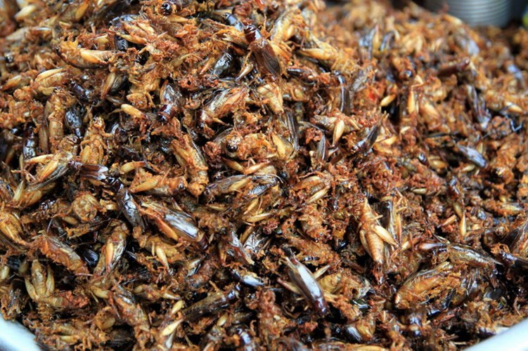 Có hương vị hấp dẫn, dế Thái có thể được chế biến thành rất nhiều món ăn khác nhau như rang, xào, tẩm bột rán, thẩm chí là… lẩu dế