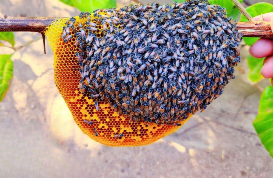 Ong ruồi thuộc họ ong mật, thường sống trong tự nhiên, ít hung dữ như các loài ong khác Ong ruồi thuộc họ ong mật, thường sống trong tự nhiên, ít hung dữ như các loài ong khác