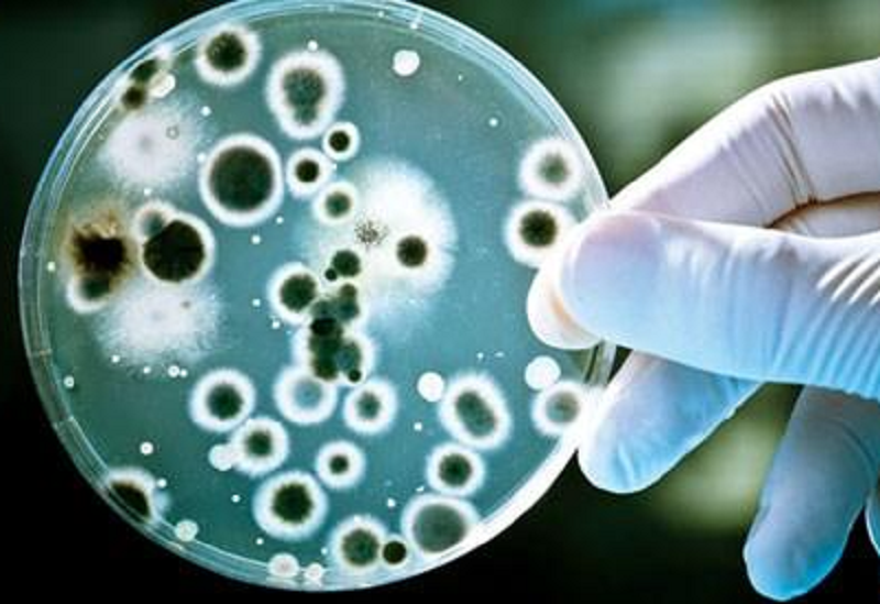 Vi khuẩn kháng thuốc đang là thách thức rất lớn đối với hoạt động điều trị cho người bệnh (ảnh minh họa) Vi khuẩn kháng thuốc đang là thách thức rất lớn đối với hoạt động điều trị cho người bệnh (ảnh minh họa)