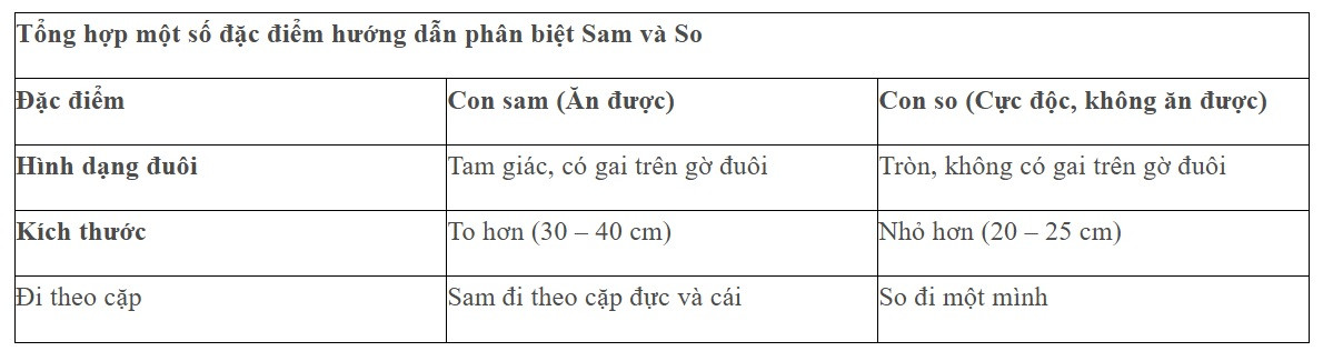 Cách phân biệt sam biển với so biển để tránh bị ngộ độc