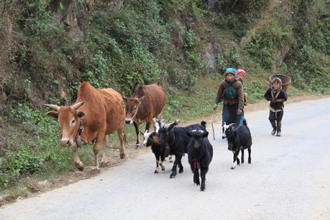 Em bé trên địu của mẹ cùng anh trai lên rừng thả trâu, bò ở xã Lũng Cú (Hà Giang) khi nhiệt độ xuống thấp 1 – 2 độ C. Ảnh: Trường Phong. 