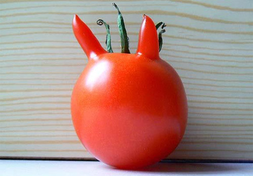 Cà chua có hai sừng ở Lancashire - Anh Củ khoai tây giống trái tim của xứ Wales Quả dưa chuột giống một con vịt đang bơi được tìm thấy ở Lincolnshire - Anh Quả lạc tiên có hình thù tế nhị được phát hiện tại thành phố San Jose de Ribamar - Brazil Quả mướp đắng hình chim hạc ở tỉnh Saitama - Nhật Bản Rễ cây có hình dáng giống người đàn ông tìm thấy ở Phúc Kiến - Trung Quốc Củ khoai tây hình con gấu ở Cambridge Củ hà thủ ô hình người tìm thấy ở Khúc Giang - Trung Quốc Quả cà chua mọc hai tai giống hình con thỏ ở Hampshire - Anh Cà chua có hai sừng ở Lancashire - Anh Củ khoai tây giống trái tim của xứ Wales Quả dưa chuột giống một con vịt đang bơi được tìm thấy ở Lincolnshire - Anh Quả lạc tiên có hình thù tế nhị được phát hiện tại thành phố San Jose de Ribamar - Brazil Quả mướp đắng hình chim hạc ở tỉnh Saitama - Nhật Bản Rễ cây có hình dáng giống người đàn ông tìm thấy ở Phúc Kiến - Trung Quốc Củ khoai tây hình con gấu ở Cambridge Củ hà thủ ô hình người tìm thấy ở Khúc Giang - Trung Quốc Quả cà chua mọc hai tai giống hình con thỏ ở Hampshire - Anh