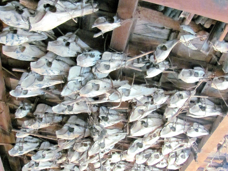 Chiến lợi phẩm của Bríu Cơ Tí'r vẫn còn lưu giữ tại ngôi nhà của già từng sống. Ảnh: Nguyễn Thành. Chiến lợi phẩm của Bríu Cơ Tí'r vẫn còn lưu giữ tại ngôi nhà của già từng sống. Ảnh: Nguyễn Thành