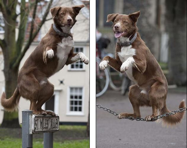 Chú chó Ozzy, 4 tuổi có thể đứng bằng hai chân sau ở mọi vị trí 