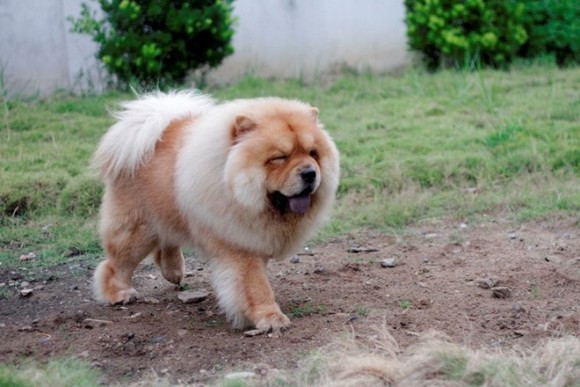 Kiếm tiền tỷ từ nuôi thú “độc“ ảnh 3